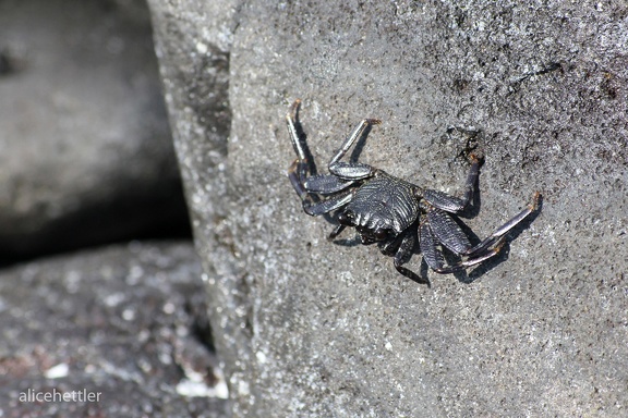 Felsenkrabbe (Grapsus sp.)